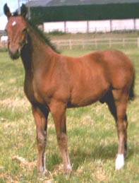 Young Show Jumping Stallion - Arturo 9                                                                                                                                                                                                                         